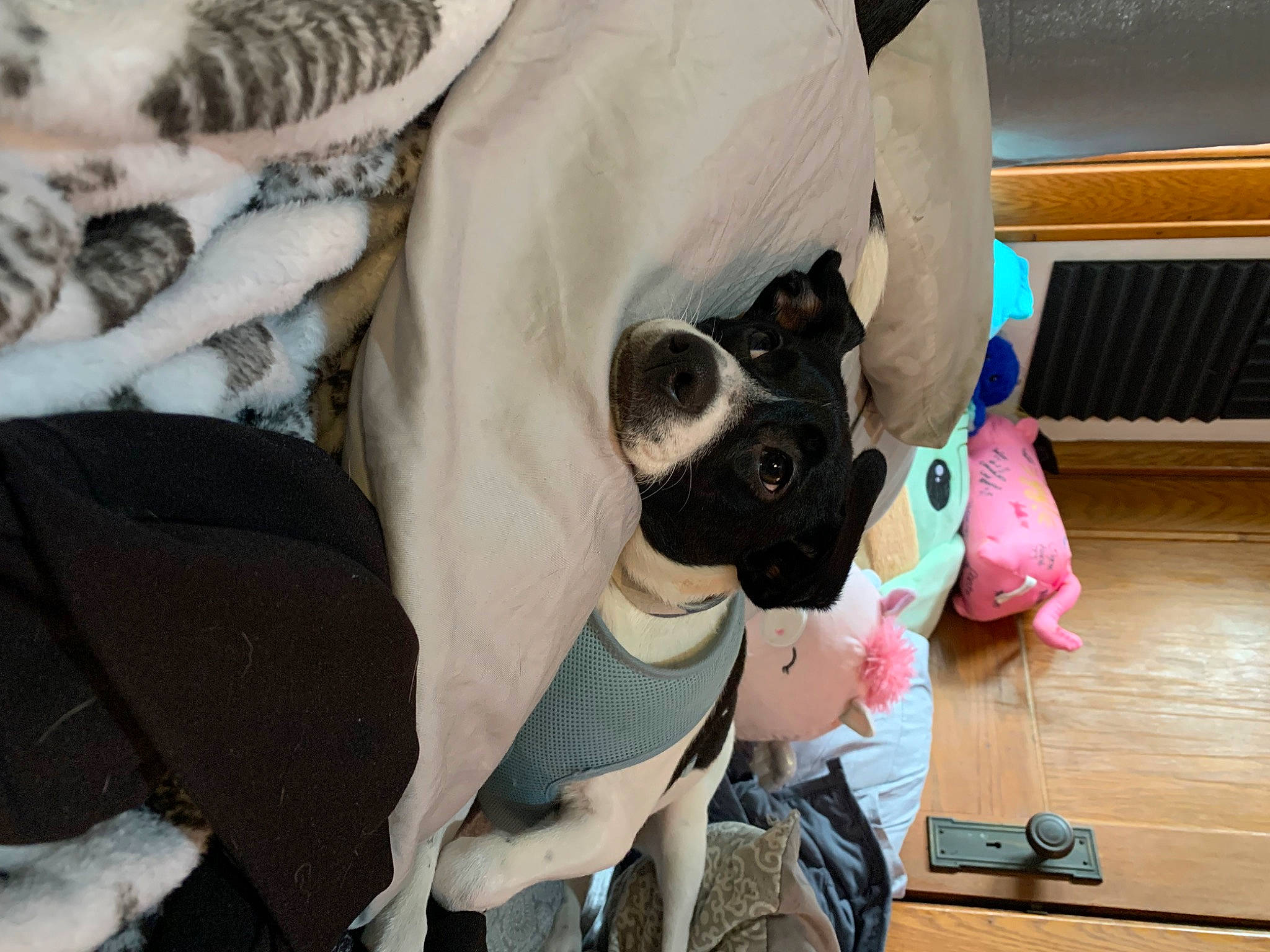 Gizmo is registered to the contest to win money with this photo: bag, boston_terrier, canidae, carnivore, comfort, companion_dog, dog, dog_breed, dog_supply, eyewear, fawn, fur, luggage_and_bags, personal_protective_equipment, sandal, snout, sporting_group, sunglasses, toy_dog, working_animal