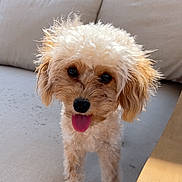 Lulu is registered to the contest to win money with this photo: animal, canine, curly_fur, cushion, cute, dog, friendly, fur, garden, happy, home, outdoor, pet, playful, portrait, relaxing, small_dog, sofa, sunlight, tongue_out