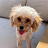 animal, canine, curly_fur, cushion, cute, dog, friendly, fur, garden, happy, home, outdoor, pet, playful, portrait, relaxing, small_dog, sofa, sunlight, tongue_out