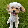 Lulu is registered to the contest to win money with this photo: adorable, animal, canine, curly_fur, cute, dog, fluffy, fur, grass, greenery, happy, nature, outdoor, pet, playful, sitting, small_dog, smiling, sunlight, tongue_out