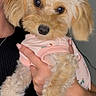 Lulu is registered to the contest to win money with this photo: adorable, animal, clothing, curly_fur, cute, dog, domestic_animal, fluffy, friendly, hand, indoor, light_brown, looking_at_camera, person_holding, pet, pink_outfit, portrait, puppy, small_dog, young_dog