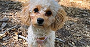 Lulu is registered to the contest to win money with this photo: animal, brown, closeup, curly_fur, cute, daylight, dog, forest_floor, leash, leaves, nature, outdoor, person_legs, pet, puppy, shorts, small_dog, sunlight, twigs, walking
