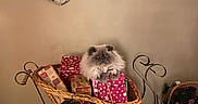 Nugget joined the competition — help win amazing prizes! cat, wicker_sleigh, gift_boxes, holiday_decor, wooden_santa, wooden_snowman, indoor, floor_tiles, wall, basket, festive, christmas, decorations, furry_pet, gray_cat, gifts, holiday_season, cozy, ornaments, present