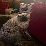 Nugget joined the competition — help win amazing prizes! cat, fluffy, sleeping, couch, pillows, red_pillow, brown_couch, furniture, indoor, cozy, pet, fur, resting, holiday, christmas, decor, home, relaxing, animal, soft