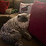 cat, fluffy, sleeping, couch, pillows, red_pillow, brown_couch, furniture, indoor, cozy, pet, fur, resting, holiday, christmas, decor, home, relaxing, animal, soft