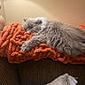 Nugget joined the competition — help win amazing prizes! cat, sleeping, fluffy, gray, blanket, orange, knitted, couch, brown, pillow, white, indoor, cozy, relaxed, pet, fur, resting, home, soft, warm
