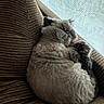 Nugget is registered to the contest to win money with this photo: cat, fluffy, sleeping, curled_up, chair, cushion, striped, brown, indoor, window, curtain, cozy, pet, feline, relaxed, resting, fur, whiskers, domestic_animal, nap