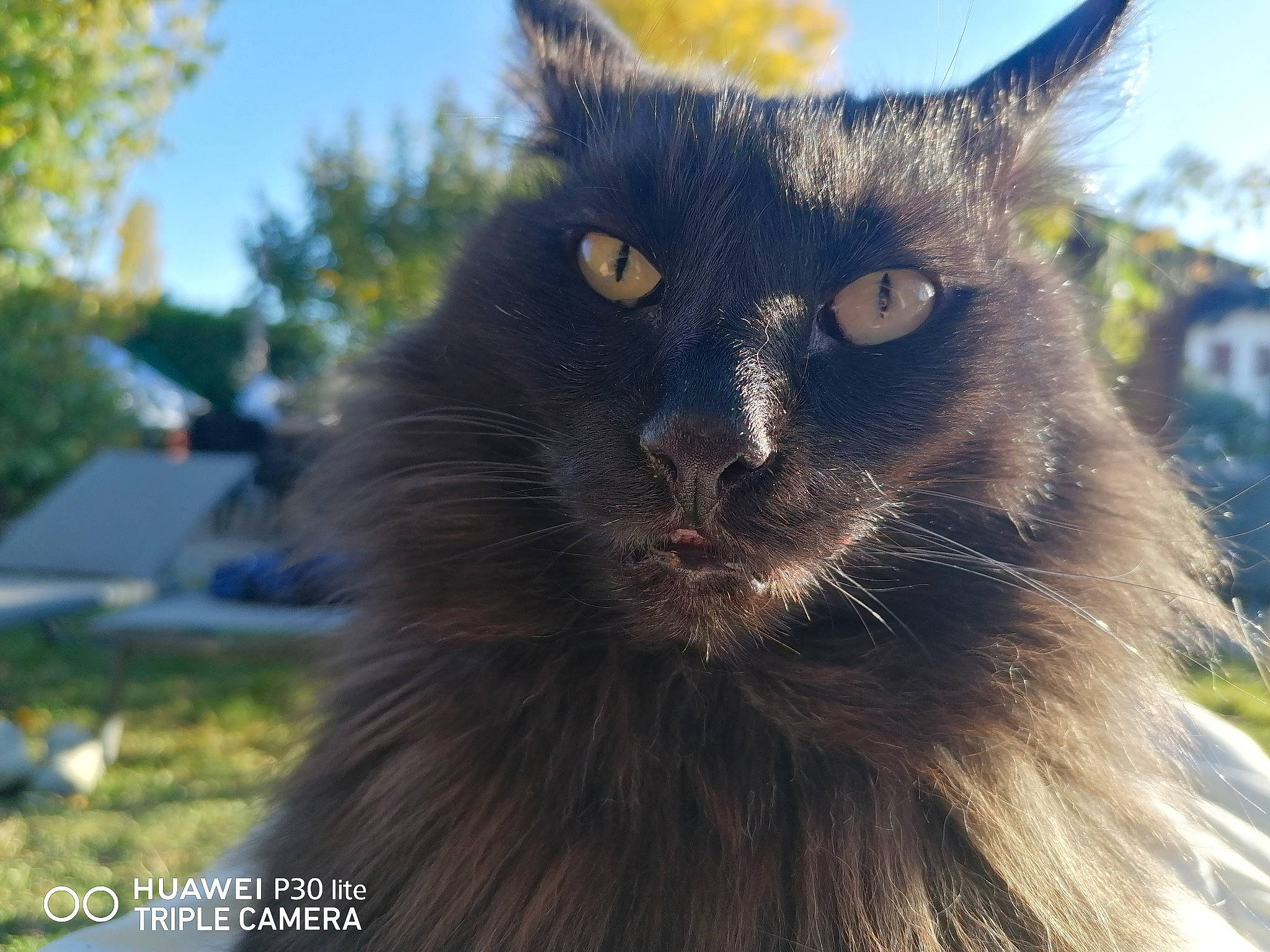 Coon participe au concours pour gagner de l'argent avec cette photo : black_cat, carnivore, cat, domestic_short_haired_cat, electric_blue, eye, felidae, fur, grass, head, plant, sky, small_to_medium_sized_cats, snout, tail, terrestrial_animal, tree, whiskers, wildlife, window