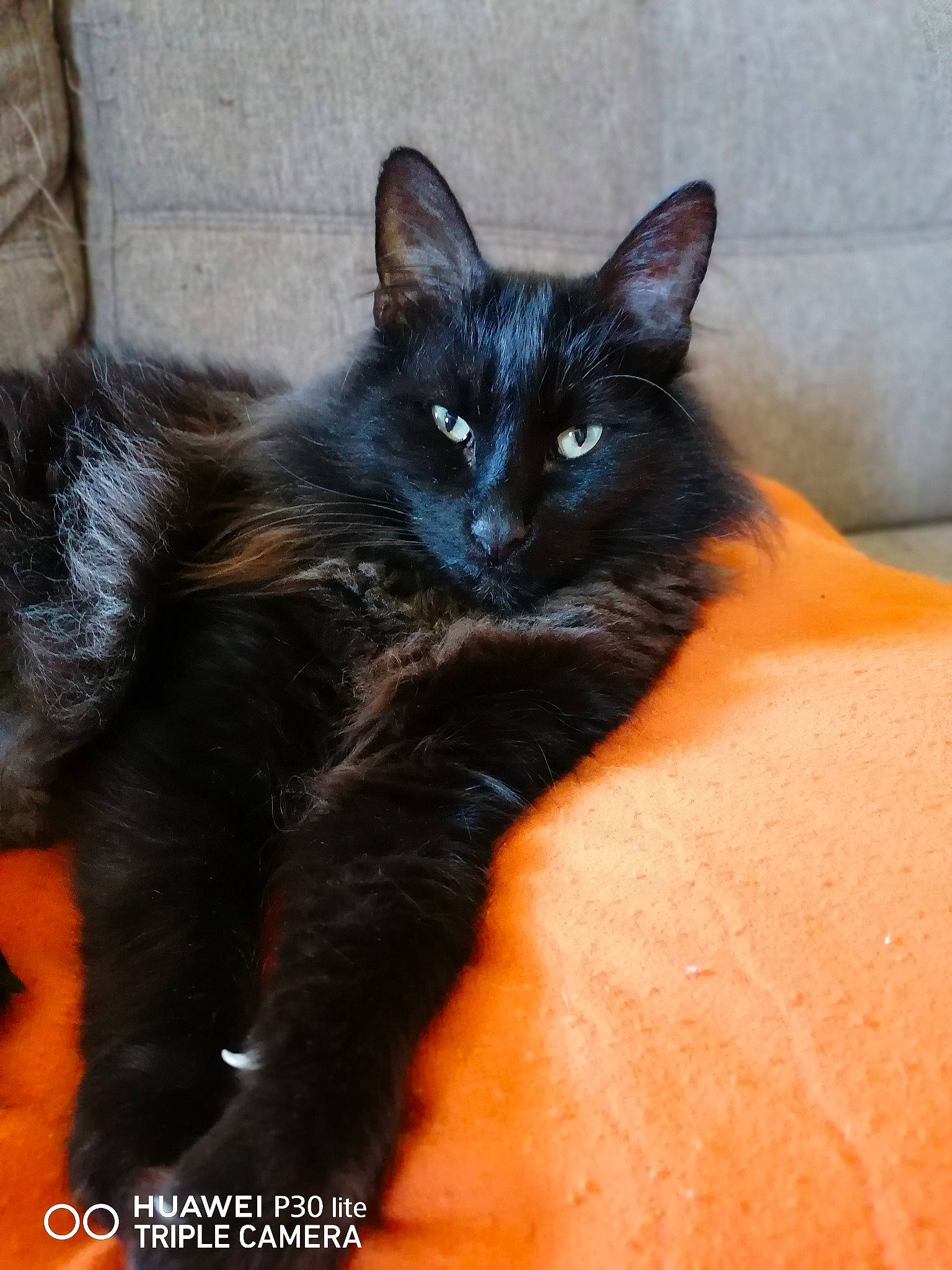 Coon participe au concours pour gagner de l'argent avec cette photo : black_cat, bombay, carnivore, cat, claw, comfort, domestic_short_haired_cat, eye, felidae, fur, iris, paw, sitting, small_to_medium_sized_cats, snout, tail, terrestrial_animal, whiskers