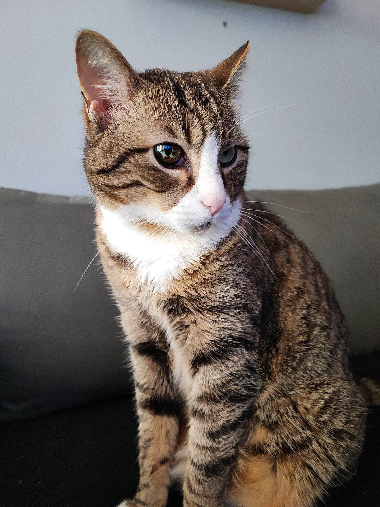 Bobby participe au concours pour gagner de l'argent avec cette photo : carnivore, cat, couch, domestic_short_haired_cat, eye, felidae, fur, head, iris, leg, paw, sitting, small_to_medium_sized_cats, snout, tail, terrestrial_animal, whiskers