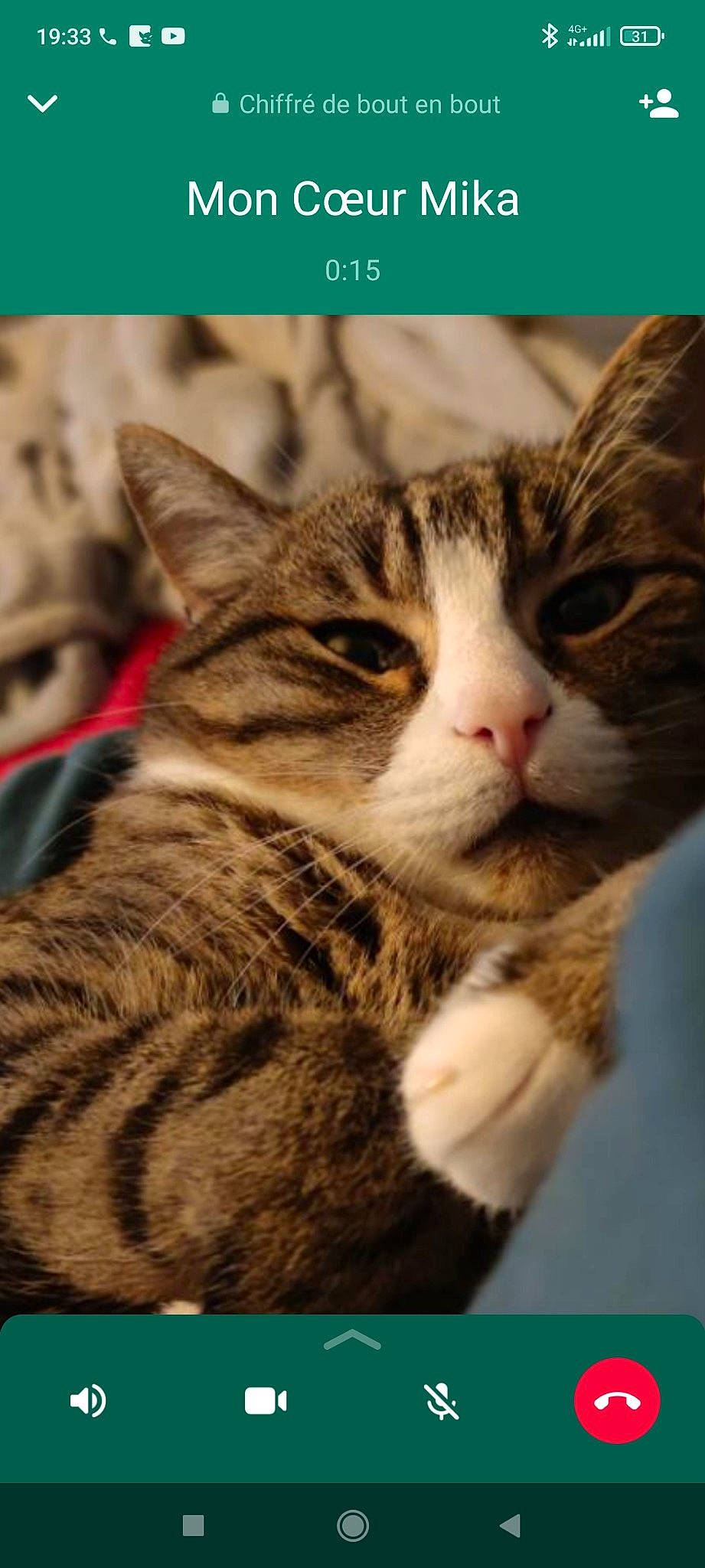 Bobby a rejoint le concours — aidez-le/la à gagner de superbes lots ! carnivore, cat, claw, close_up, domestic_short_haired_cat, felidae, fur, grass, paw, photo_caption, photography, small_to_medium_sized_cats, snout, tail, terrestrial_animal, whiskers, wildlife