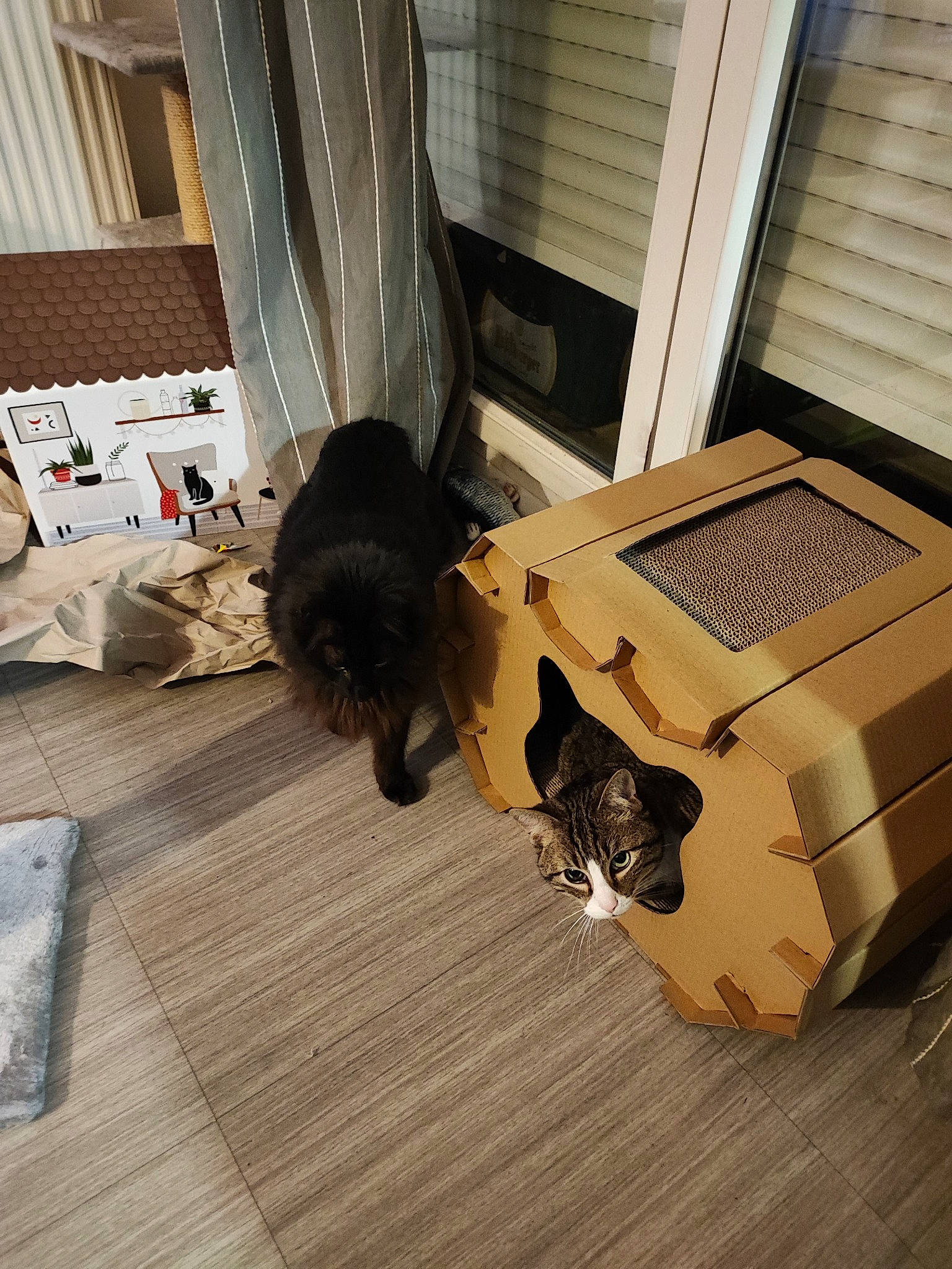 Bobby participe au concours pour gagner de l'argent avec cette photo : carnivore, cat, comfort, curtain, domestic_short_haired_cat, felidae, floor, flooring, fur, hardwood, laminate_flooring, mammal, pet_supply, room, small_to_medium_sized_cats, tail, vertebrate, whiskers, wood, wood_flooring