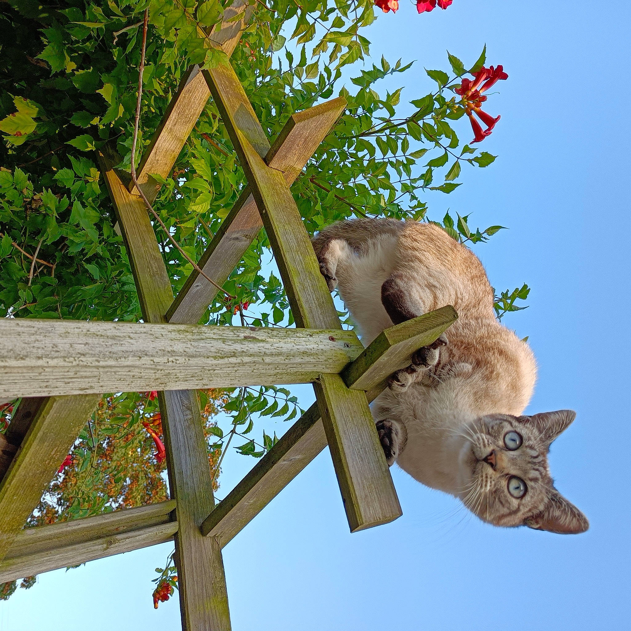 Peppa participe au concours pour gagner de l'argent avec cette photo : art, artifact, beak, bird_feeder, bird_supply, fawn, marsupial, metal, perching_bird, pet_supply, plant_stem, sculpture, sky, twig, wheel, wildlife, wood
