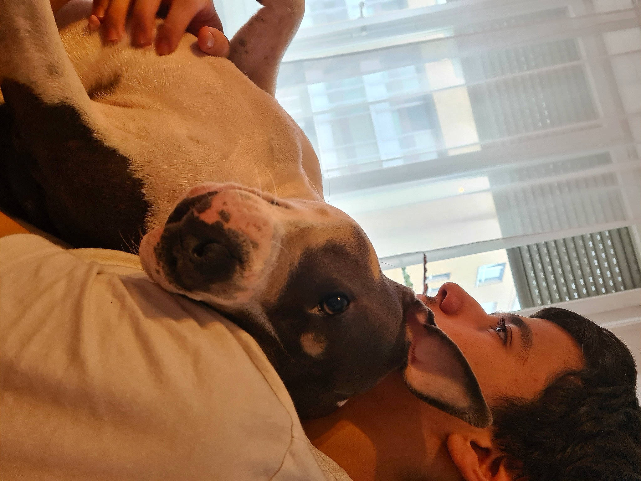 Skyla a rejoint le concours — aidez-le/la à gagner de superbes lots ! abdomen, carnivore, chest, comfort, companion_dog, dog, dog_breed, ear, fawn, gesture, happy, jaw, mouth, muscle, nose, snout, trunk, vision_care, whiskers, working_animal