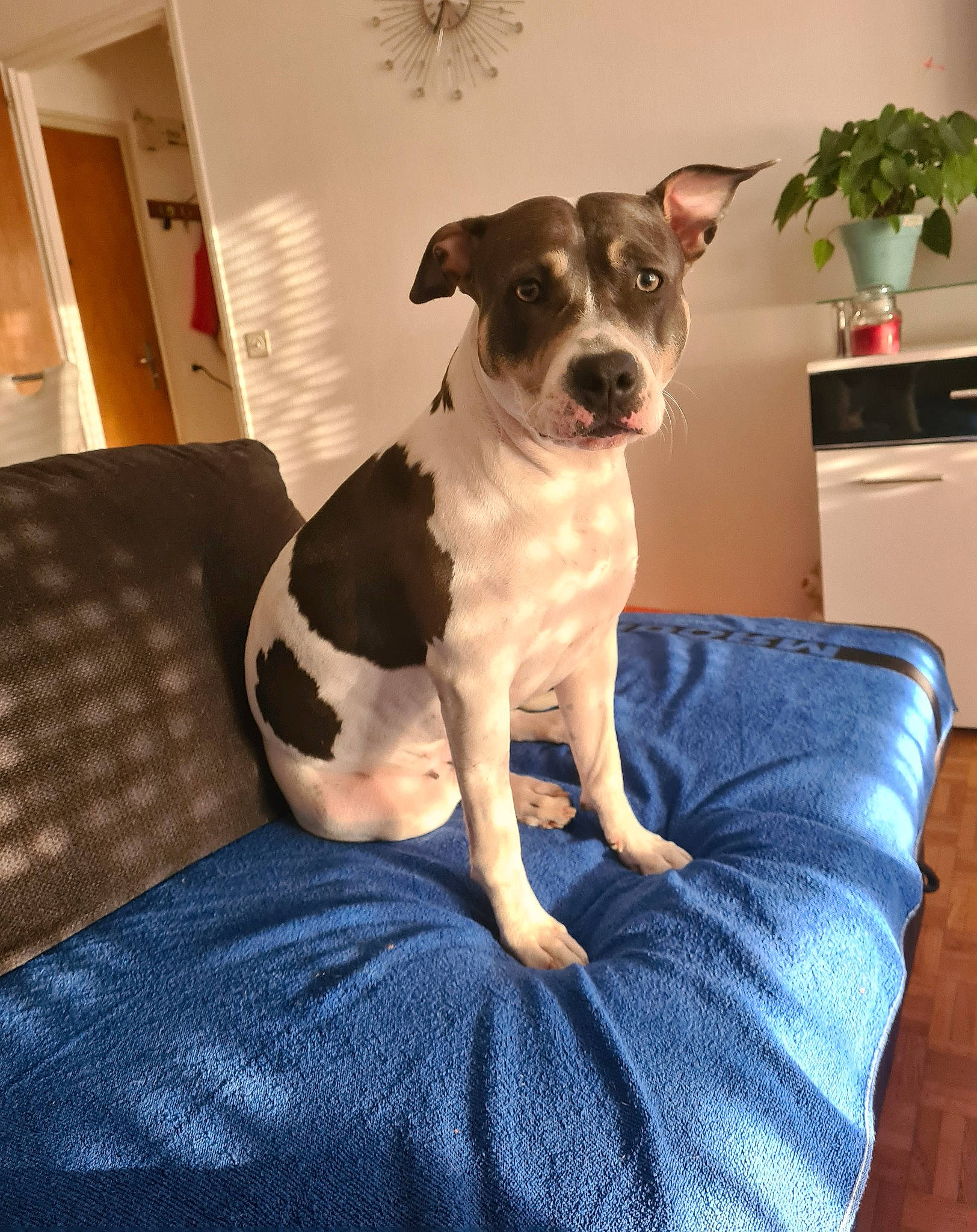 Skyla a rejoint le concours — aidez-le/la à gagner de superbes lots ! canidae, carnivore, collar, comfort, companion_dog, couch, dog, dog_breed, dog_collar, dog_supply, fawn, flowerpot, houseplant, pet_supply, plant, snout, sporting_group, terrier, toy_dog, working_animal