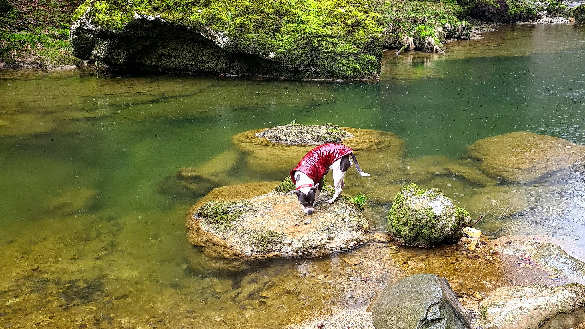 Skyla a rejoint le concours — aidez-le/la à gagner de superbes lots ! algae, arroyo, bank, bedrock, biome, creek, fluvial_landforms_of_streams, grass, lake, landscape, leisure, natural_landscape, plant, recreation, riparian_zone, spring, stream, water, water_resources, watercourse