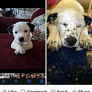 Abigail is registered to the contest to win money with this photo: puppy, dog, white, black_spots, sleeping, couch, carpet, indoor, cute, pet, animal, resting, closeup, portrait, furniture, home, domestic_animal, young_dog, canine, relaxed