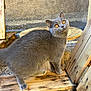 Blum participe au concours pour gagner de l'argent avec cette photo : animal, cat, closeup, curious, daylight, domestic_cat, ears, feline, fur, gray_cat, nature, orange_eyes, outdoor, pet, rustic, standing, texture, whiskers, wood, wooden_pallet