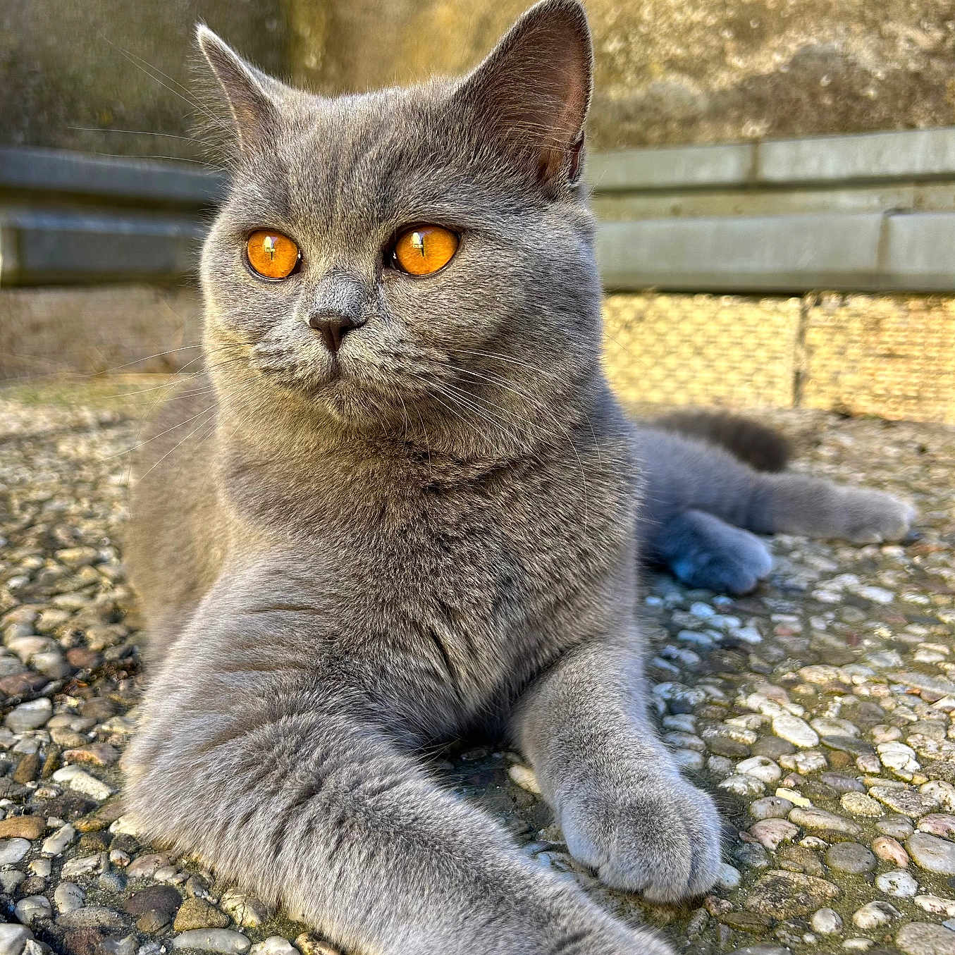 Blum a rejoint le concours — aidez-le/la à gagner de superbes lots ! amber_eyes, animal, cat, close_up, cute, ears, feline, fur, gray_cat, mammal, nature, outdoor, paws, pebble_stone, pet, portrait, relaxed, resting, sunlight, whiskers