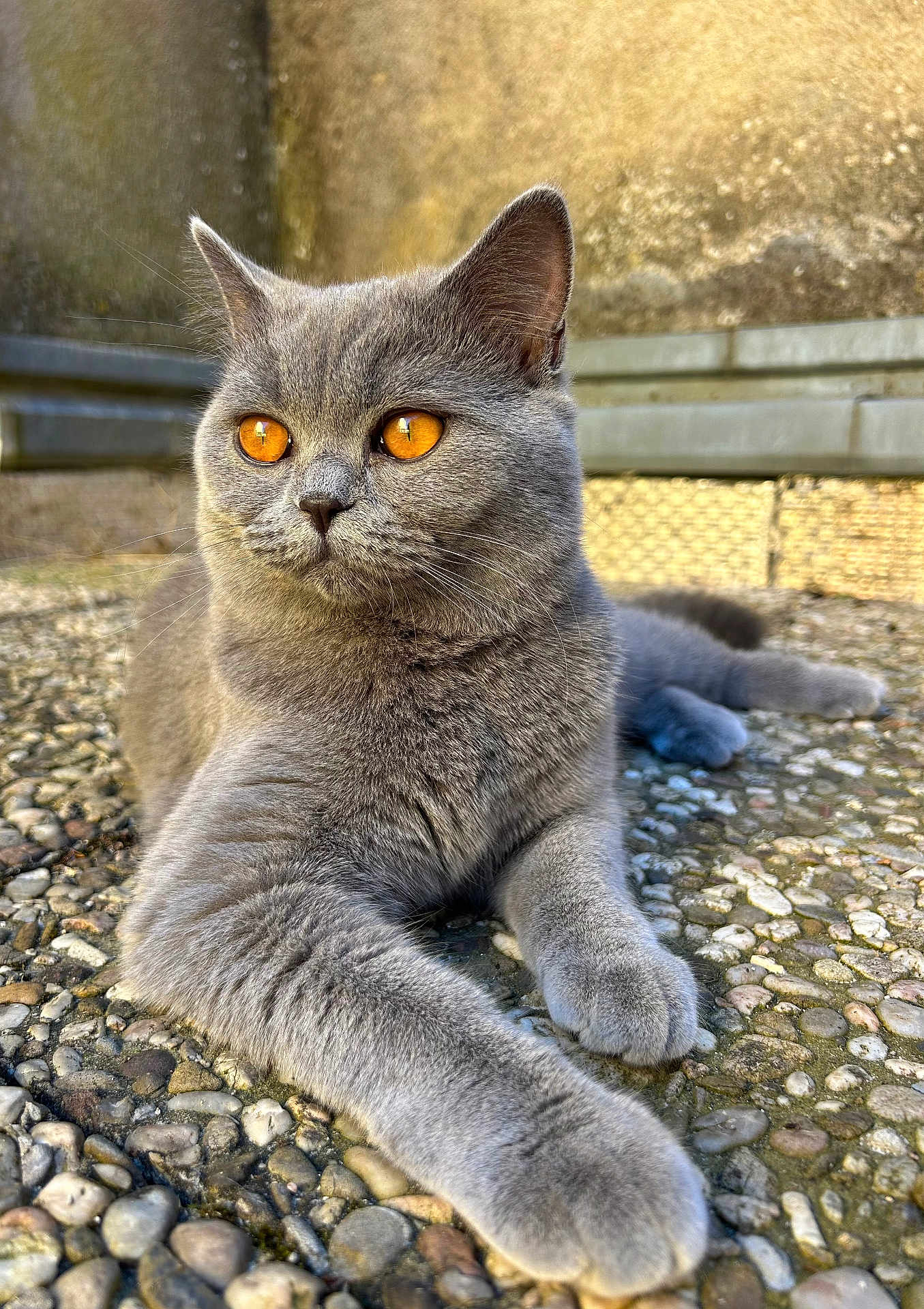 Blum a rejoint le concours — aidez-le/la à gagner de superbes lots ! amber_eyes, animal, cat, close_up, cute, ears, feline, fur, gray_cat, mammal, nature, outdoor, paws, pebble_stone, pet, portrait, relaxed, resting, sunlight, whiskers