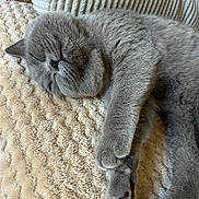 Blum participe au concours pour gagner de l'argent avec cette photo : animal, blanket, cat, closeup, cozy, cushion, cute, feline, fur, grey_fur, home, indoor, napping, paw, peaceful, pet, relaxation, resting, sleeping, soft_texture