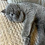 animal, blanket, cat, closeup, cozy, cushion, cute, feline, fur, grey_fur, home, indoor, napping, paw, peaceful, pet, relaxation, resting, sleeping, soft_texture