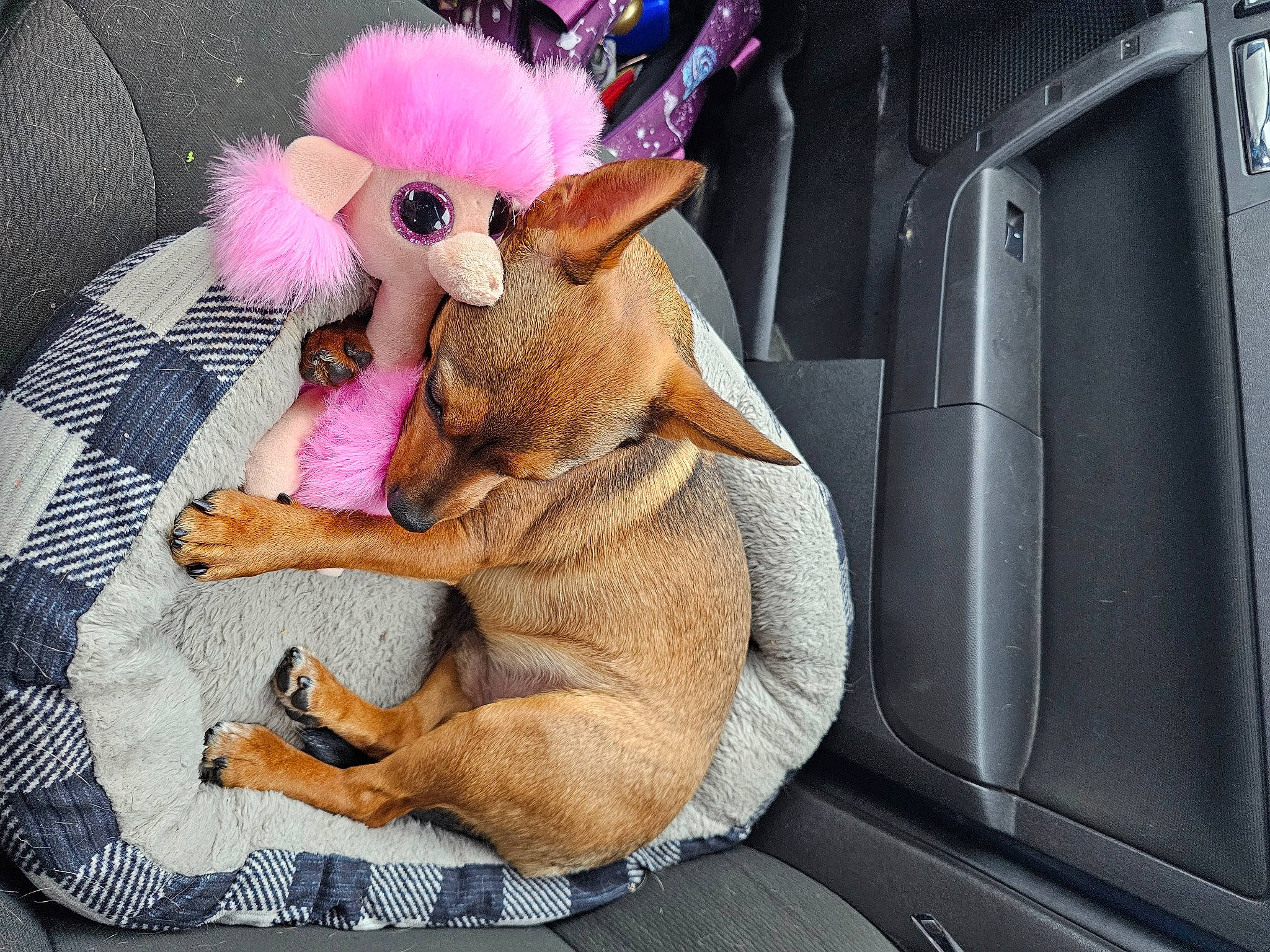 Reese is registered to the contest to win money with this photo: auto_part, automotive_exterior, canidae, car, car_seat, car_seat_cover, carnivore, comfort, companion_dog, dog_breed, fawn, felidae, motor_vehicle, plush, snout, stuffed_toy, tail, teddy_bear, toy, vehicle_door