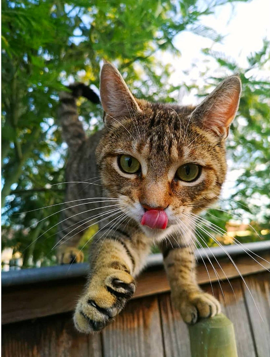 Kenya participe au concours pour gagner de l'argent avec cette photo : carnivore, cat, domestic_short_haired_cat, fawn, felidae, foot, fur, grass, head, paw, sky, small_to_medium_sized_cats, snout, tail, terrestrial_animal, tree, vertebrate, whiskers, wildlife, wood