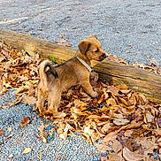 Arisu a rejoint le concours — aidez-le/la à gagner de superbes lots ! animal, autumn, brown, canine, collar, curious, daylight, dog, fall, gravel, ground, leaves, nature, outdoor, pet, playful, puppy, small, wood, young