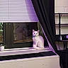 Tofu joined the competition — help win amazing prizes! cat, white_cat, pet, animal, sitting, windowsill, window, curtains, indoor, home, purple_lighting, portrait, collar, feline, looking_at_camera, blinds, air_conditioner, desk, plant, reflection