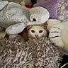 Tofu is registered to the contest to win money with this photo: cat, kitten, cream_fur, stuffed_animals, plush_toys, toy_elephant, toy_bear, blanket, shaggy_blanket, bed, cuddly, indoors, cozy, portrait, close_up, curious, black_eyes, pink_nose, purple_toy, soft_texture