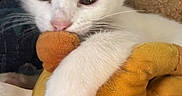 Tofu is registered to the contest to win money with this photo: kitten, cat, white_cat, pet, animal, close_up, portrait, fluffy, fur, ears, eyes, pink_nose, paw, plush_toy, stuffed_animal, orange_toy, cuddling, indoor, blanket, cute