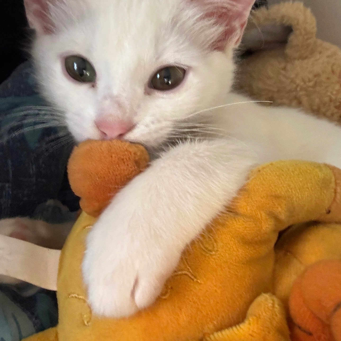 Tofu