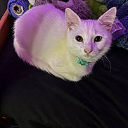 Tofu is registered to the contest to win money with this photo: cat, kitten, white_cat, fluffy, furry, pet, animal, portrait, sitting, looking_at_camera, green_collar, whiskers, pointed_ears, eyes, indoors, stuffed_animals, toys, black_fabric, purple_lighting, cozy