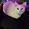 cat, kitten, white_cat, fluffy, furry, pet, animal, portrait, sitting, looking_at_camera, green_collar, whiskers, pointed_ears, eyes, indoors, stuffed_animals, toys, black_fabric, purple_lighting, cozy