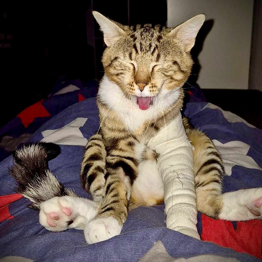 Zorro participe au concours pour gagner de l'argent avec cette photo : animal, bandage, blanket, cat, cute, domestic_cat, expression, feline, fur, indoor, injury, paw, pet, pink_paw_pads, resting, sitting, striped, tabby, tongue, whiskers