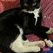 Francis joined the competition — help win amazing prizes! cat, black_and_white, pet, animal, feline, cute, lying_down, pink_blanket, cozy, whiskers, paw, tail, indoor, relaxed, looking_at_camera, fur, domestic_cat, close_up, resting, soft_texture