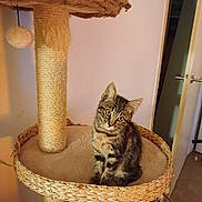 Cheyenne a rejoint le concours — aidez-le/la à gagner de superbes lots ! animal, cat, cat_tree, curious, cute, domestic, ears, eyes, feline, fur, household, indoor, kitten, pet, platform, scratching_post, small, tabby, whiskers, woven
