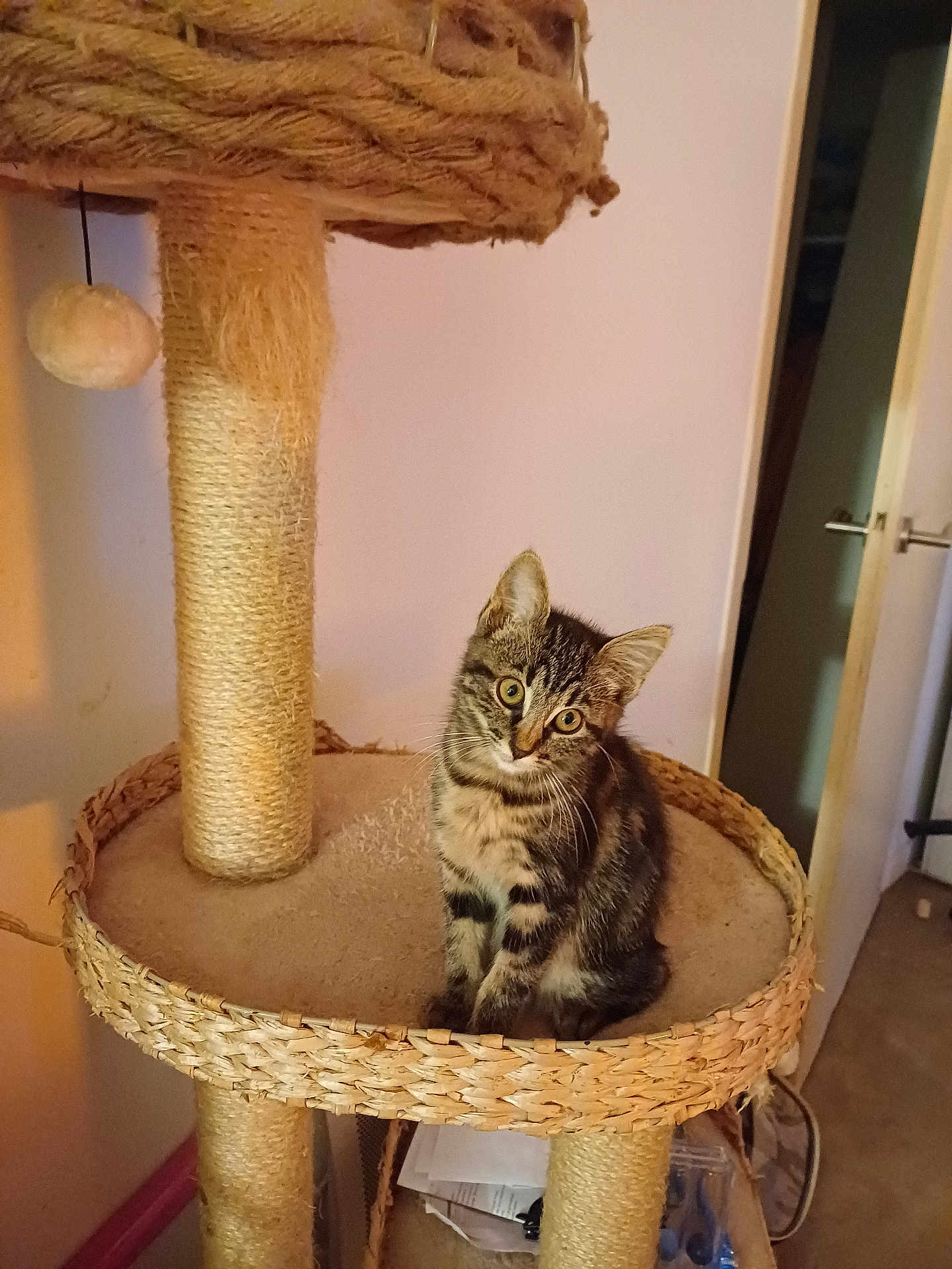 Cheyenne