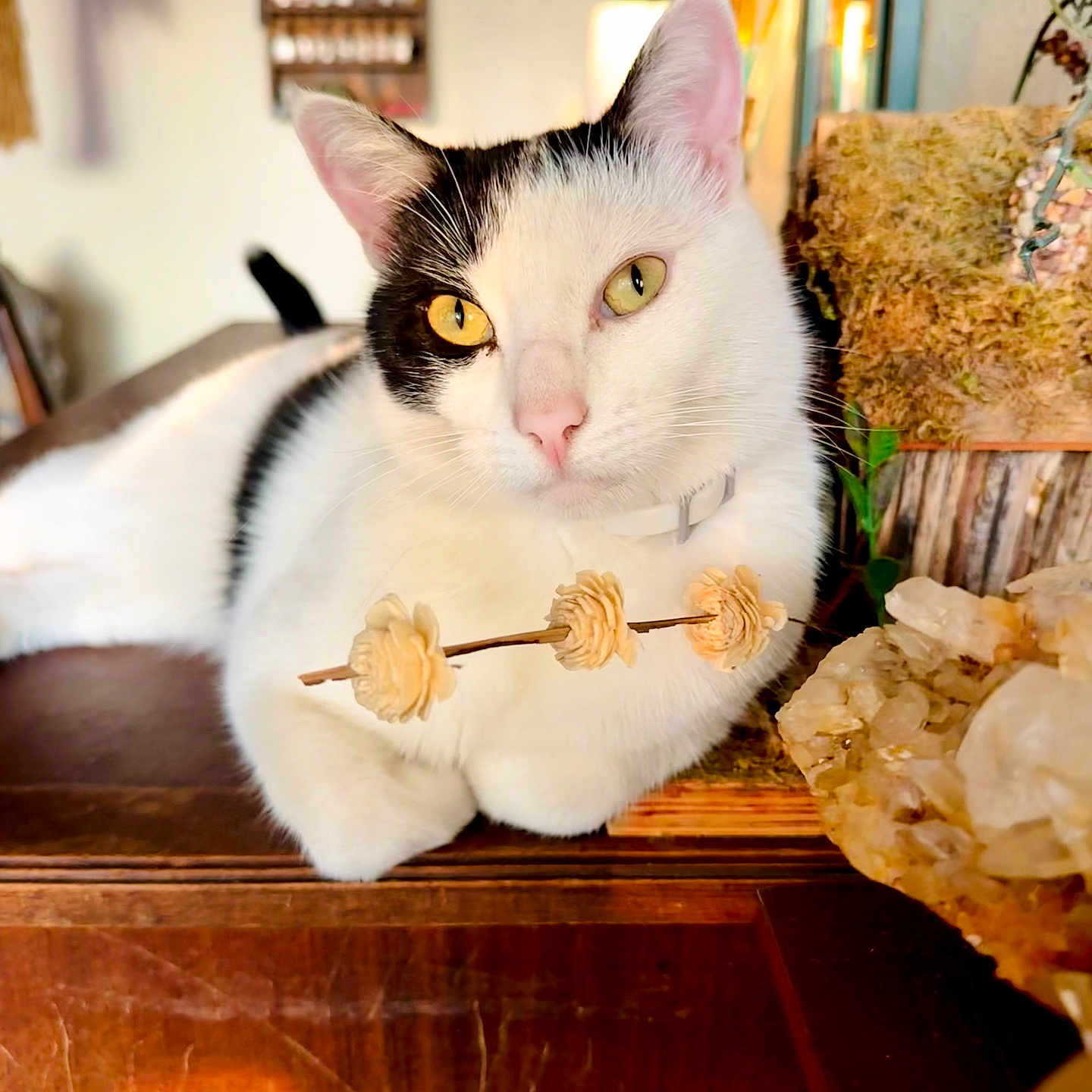 Edgar Allen Poe is registered to the contest to win money with this photo: cat, black_and_white, indoor, wooden_surface, flower_stem, yellow_eyes, close_up, pet, relaxed, feline, decor, blurred_background, cozy, domestic, animal, portrait, whiskers, ears, collar, table