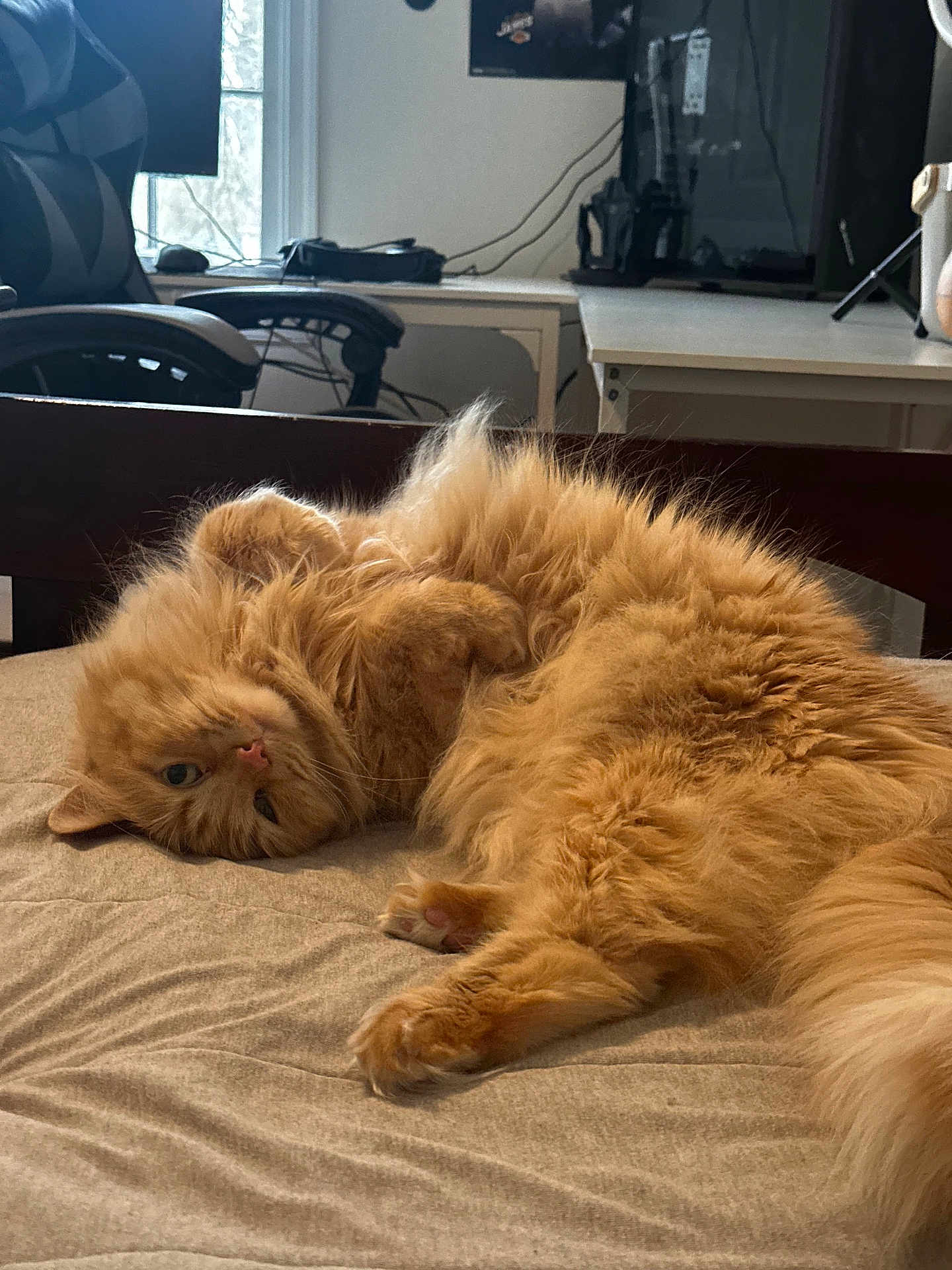 Gunner is registered to the contest to win money with this photo: cat, ginger_cat, fluffy, bed, blanket, indoor, room, desk, chair, monitor, window, cables, poster, paw, fur, sleepy, relaxed, pet, cozy, portrait