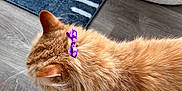 Gunner is registered to the contest to win money with this photo: cat, ginger_cat, orange_fur, bow, purple_bow, pet, domestic_animal, fluffy_fur, whiskers, ear, top_view, indoor, rug, striped_rug, ottoman, hardwood_floor, flooring, close_up, home_interior, accessory