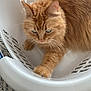cat, orange_cat, ginger_cat, long_hair, feline, laundry_basket, basket, pet, paw, whiskers, fur, indoor, carpet, plastic, close_up, portrait, sitting, curious, green_eyes, household