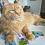 Gunner joined the competition — help win amazing prizes! cat, ginger_cat, pet, playing_cards, table, indoor, fluffy, green_eyes, paw, whiskers, closeup, portrait, living_room, plant, basket, hardwood_floor, relaxed, tabletop, game, sunlight