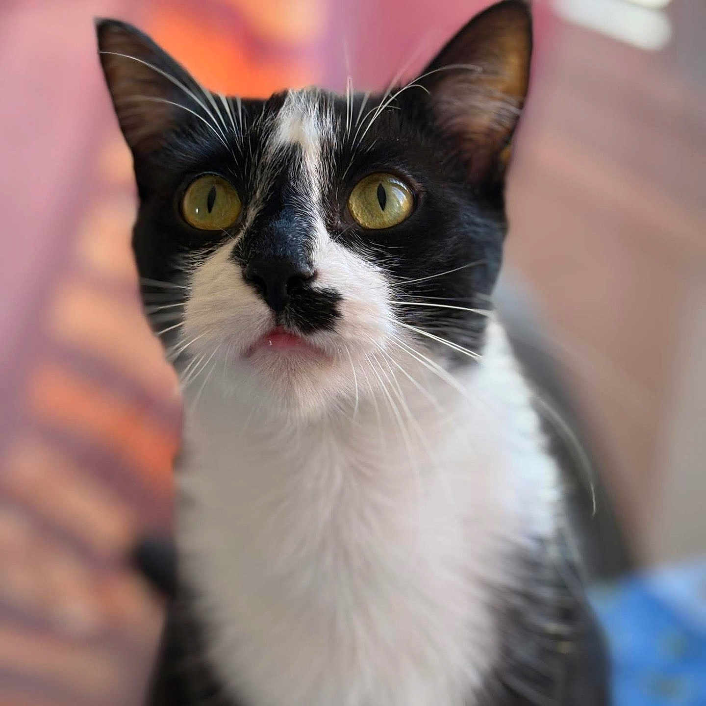 Mowgli