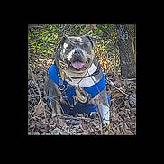 Honeybun joined the competition — help win amazing prizes! dog, outdoor, leaves, trees, harness, smiling, tongue_out, nature, pet, animal, happy, forest, branch, brown, blue, canine, walking, daylight, cute, adventure