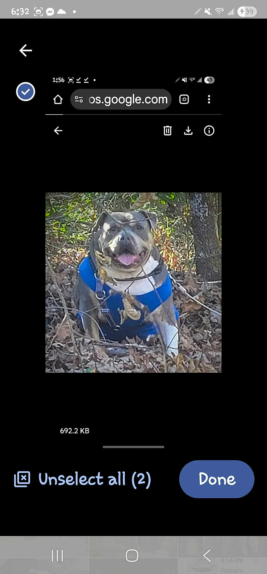 Honeybun joined the competition — help win amazing prizes! dog, outdoor, leaves, trees, harness, smiling, tongue_out, nature, pet, animal, happy, forest, branch, brown, blue, canine, walking, daylight, cute, adventure