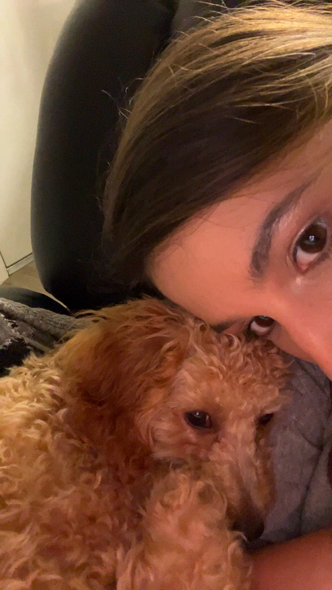 Hazel is registered to the contest to win money with this photo: brown_hair, carnivore, companion_dog, dog, dog_breed, ear, eyelash, fawn, fur, hair, happy, long_hair, nose, organ, selfie, skin, smile, snout, toy_dog, working_animal