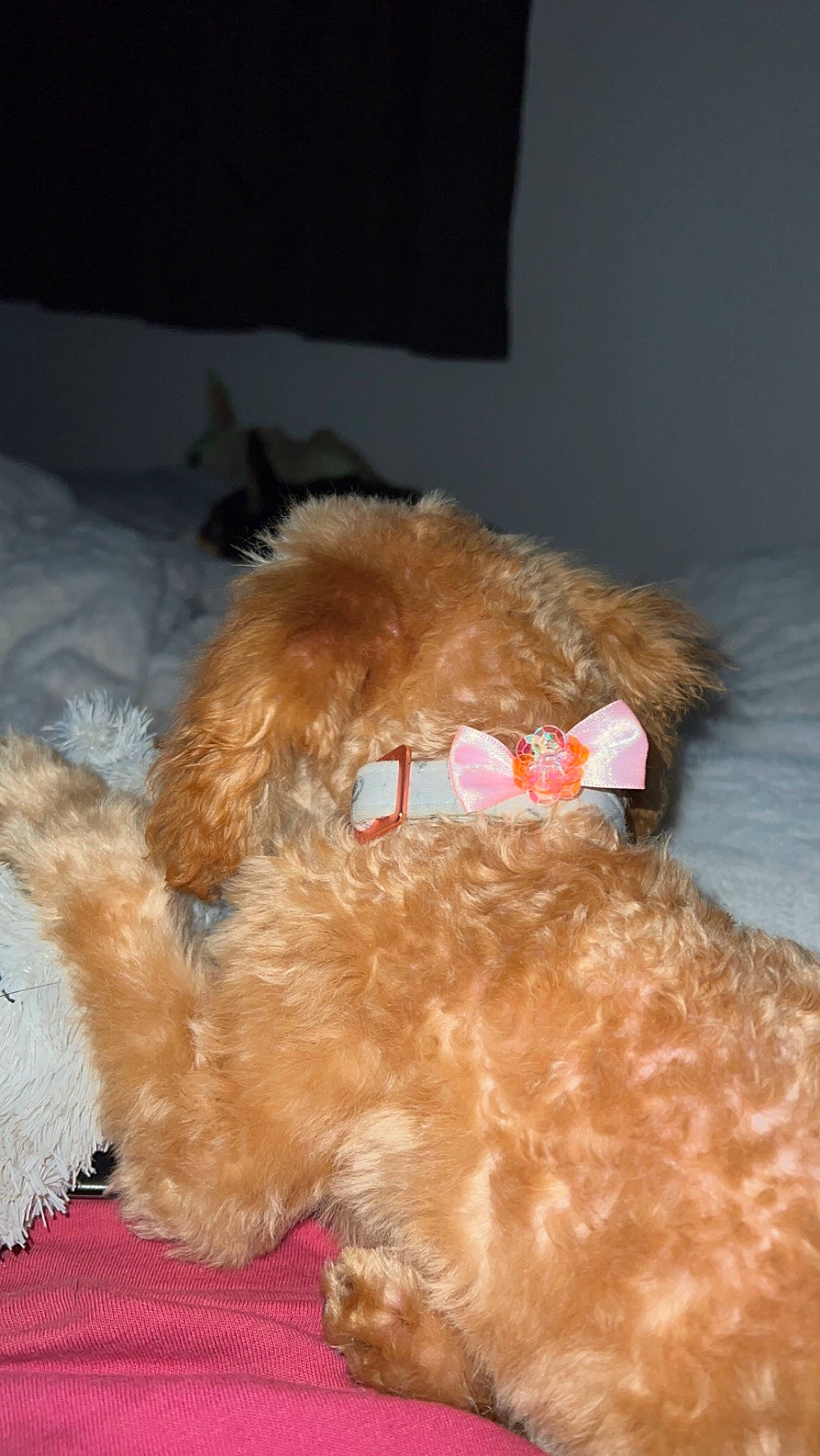 Hazel joined the competition — help win amazing prizes! canidae, carnivore, companion_dog, dog, dog_breed, dog_supply, eyewear, fawn, fur, glasses, goggles, liver, natural_material, non_sporting_group, pet_supply, sporting_group, sunglasses, toy, toy_dog, working_animal