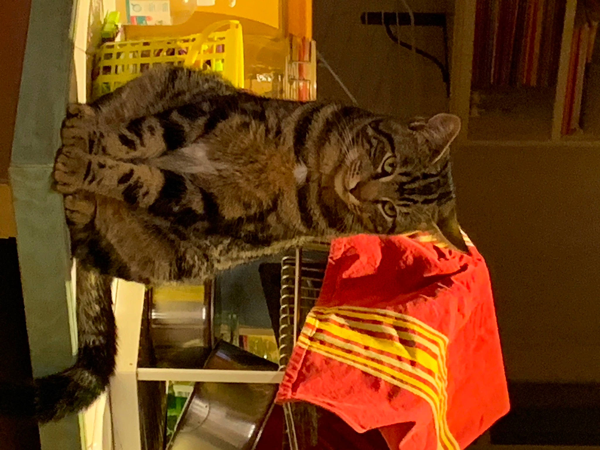 Airo a rejoint le concours — aidez-le/la à gagner de superbes lots ! bag, big_cats, carnivore, cat, domestic_short_haired_cat, felidae, fur, hat, military_camouflage, pattern, personal_protective_equipment, sleeve, small_to_medium_sized_cats, snout, sportswear, tail, terrestrial_animal, visual_arts, whiskers, wildlife